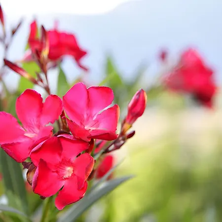 Nr 12 Haus Voglreiter דירה