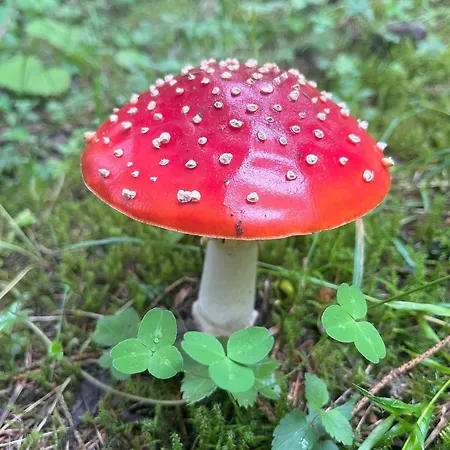 Nr 12 Haus Voglreiter דירה *