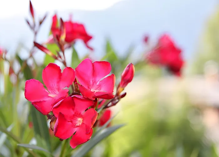 Nr 12 Haus Voglreiter Apartamento