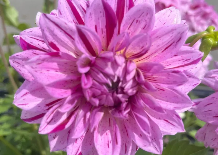 Nr 12 Haus Voglreiter Kaprun