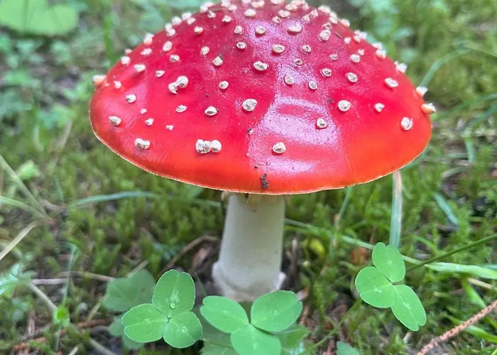 Nr 12 Haus Voglreiter Apartamento *